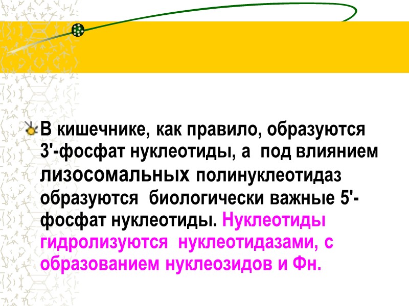 В кишечнике, как правило, образуются 3'-фосфат нуклеотиды, а  под влиянием лизосомальных полинуклеотидаз образуются